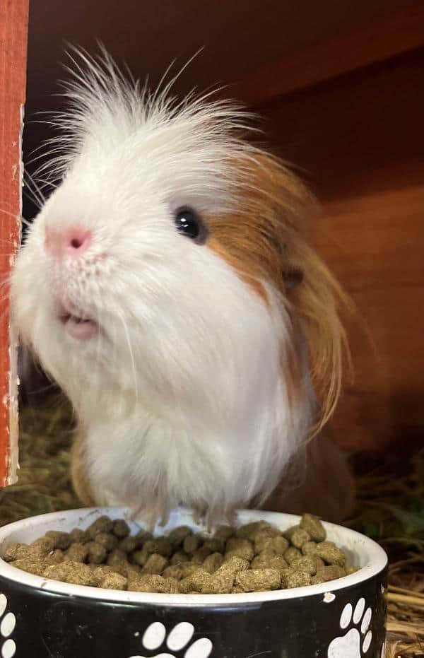 guinea pig baording singleton