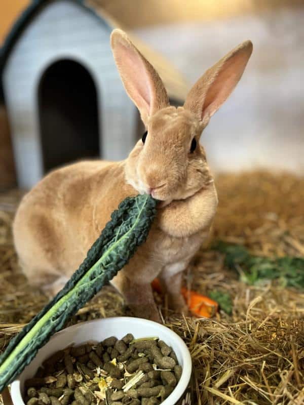 rabbit lodging singleton
